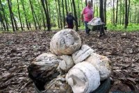 Insentif Pengeluaran Getah (IPG) tidak diaktifkan untuk pekebun kecil getah di Semenanjung Malaysia, Sabah dan Sarawak bagi Januari 2025. Gambar hiasan