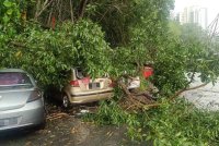 Empat kenderaan rosak selepas ditimpa pokok tumbang dalam kejadian di Jalan 1/91B Taman Pandan Perdana di sini pada Ahad.