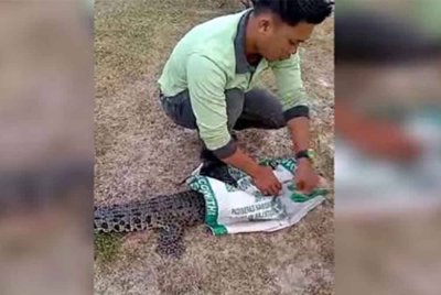 Seekor buaya tembaga ditemukan tersangkut pada jaring di kolam tadahan UniSZA di Kampus Besut, Tembila dekat sini pagi pada Sabtu.