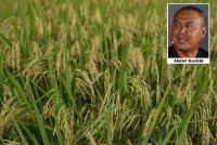 Tiga aspek harga melibatkan belian padi, benih dan beras putih tempatan perlu seimbang untuk memulihkan industri padi agar pesawah menikmati pulangan setimpal. Gambar kecil: Abdul Rashid