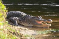 Seorang lelaki yang keluar menjala ikan di tebing Sungai Nyigu lewat petang semalam dan gagal pulang ke rumah ditemukan lemas serta dipercayai dibaham buaya di sungai berkenaan, pada Selasa. Gambar hiasan