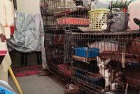 Keadaan sangkar kucing yang ditemui ketika penguatkuasaan di sebuah unit kuarters apartment dekat Putrajaya.