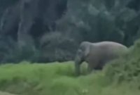 Tangkap layar gajah dilihat muncul di tepi LPT2