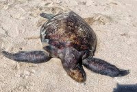 Bangkai penyu agar jantan dewasa ditemukan terdampar di Pantai Pelindung. Foto ihsan Jabatan Perikanan Pahang.