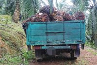 Sebuah lori dirampas disyaki digunakan untuk mencuri sawit di Felda Mayam. Foto ihsan PDRM